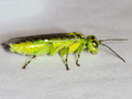 Rhogogaster scalaris